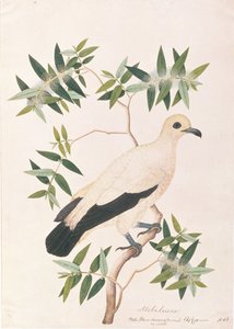 Piccione Imperiale Bicolore, da Disegni di Uccelli di Malacca, c.1805-18 da Chinese School